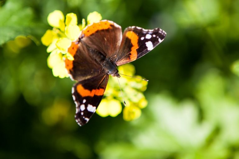 Für mehr Insektenvielfalt auf Pellworm!